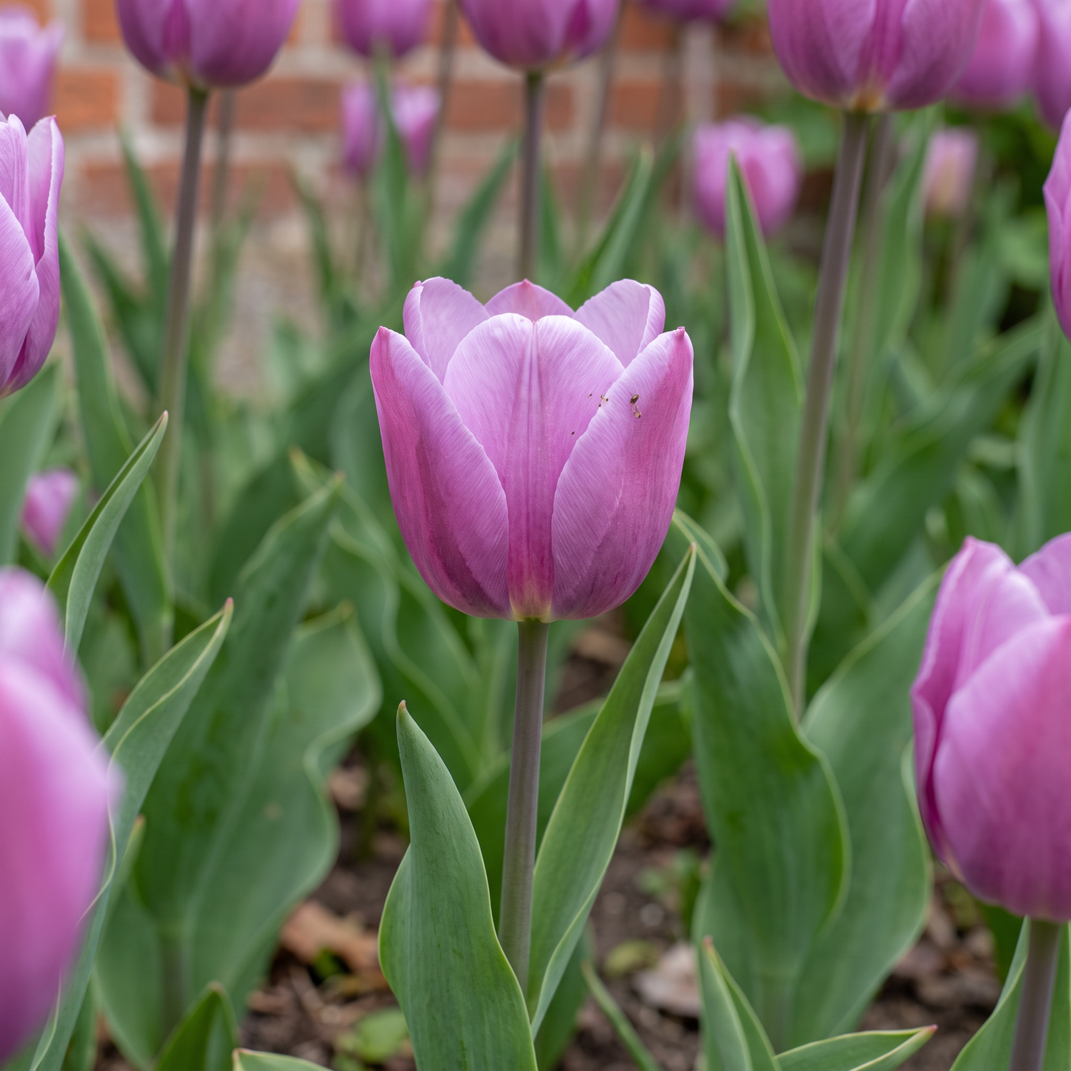 Tulipan 'Bleu Aimable'
